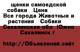 щенки самоедской собаки › Цена ­ 25 000 - Все города Животные и растения » Собаки   . Сахалинская обл.,Южно-Сахалинск г.